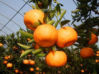 Natural Sweet Canned 18 Kg Mandarin Orange Sacs
